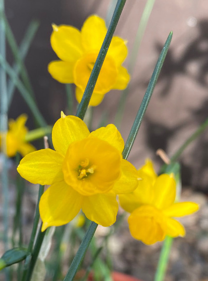 Narcissus Stockken 